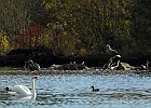 MMB 0444 Havoern